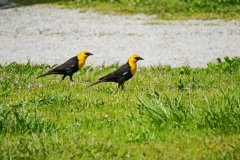 Dorothy-DSC02480-Yellow-headed-Blackbirds2