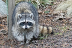 Paul-Rennie-raccoon-in-yard