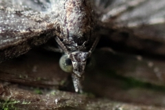 Paul Rennie - Rennie_2_Dragon faced moth