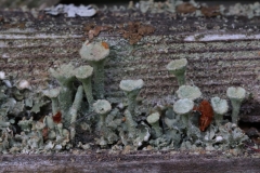 Paul Rennie - Rennie_3_tiny lichen garden