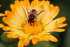 Paul Rennie - Rennie - Bee-like fly on flower