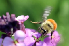 Paul-Rennie-Bee-in-motion