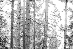 barbara-glick-IMG_0807-forest-BW-Filter-ink-strokes