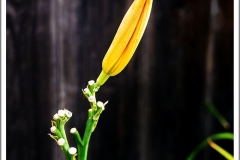 Peter-Lau-Picnic-5-Close-up-flower