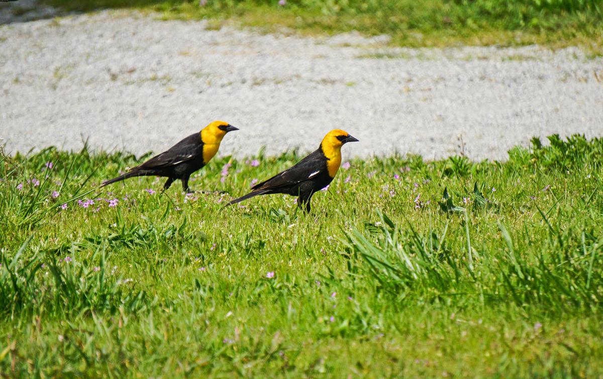 Dorothy-dorothy_1_Birds-DSC02480-Yellow-headed-Blackbirds2