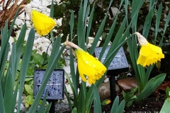 Ada-Li-three-daffodils