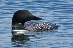 Brian-G-Phillips-Common-Loon-1080