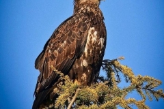 Victor-Jacinto-juv-eagle