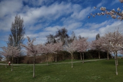 Cherry Trees at Garry Point Park