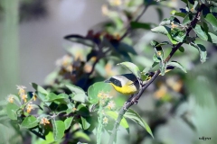 Victor-Jacinto-Common-Yellowthroat-Warbler