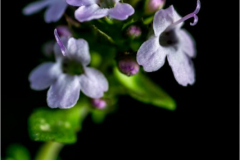 michael-chin-Thyme-flower
