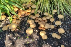 Francis-Mushrooms-2