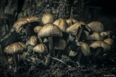 michael-chin-May-mushrooms