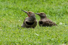 Dorothy-DSC05649-Northern-Flicker-its-young1
