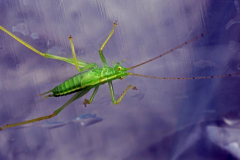 Paul-Rennie-Unusual-green-grasshopper