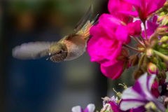 Paul-Rennie-flying-hummingbird2