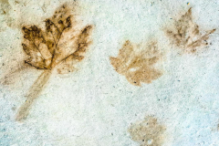 michael-chin-Leaves-imprint