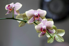 Paul-Rennie-orchids
