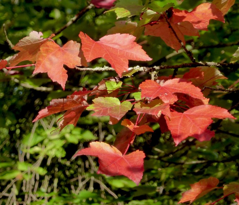Angela-Burnett-2.-Autumn-leaves-0977