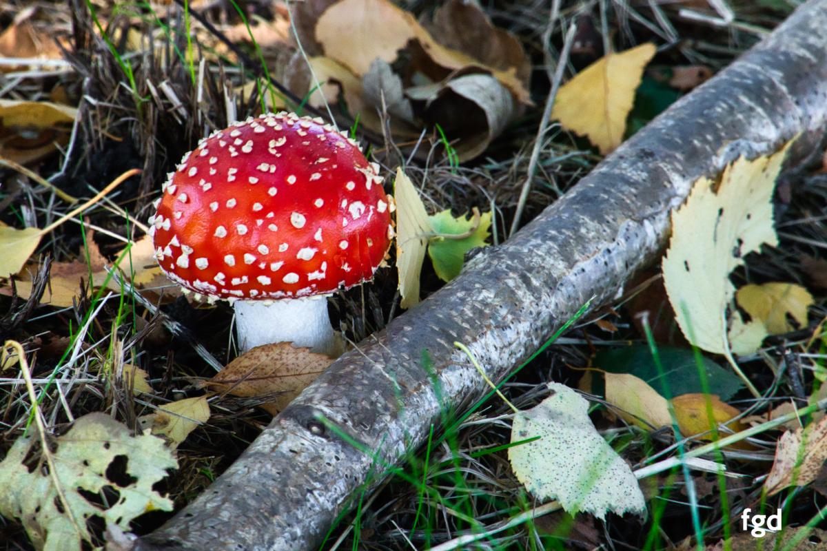 Francis-Fall-mushroom