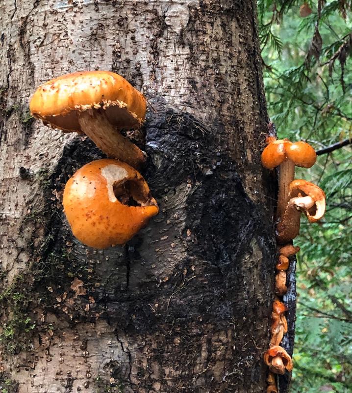 barbara-glick-IMG_3162-orange-fungi-on-tree-WEB