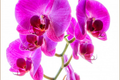 Michael-Chin-Orchids-2b