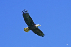Dorothy-dorothy_3_OpenGal-DSC01129-Bald-Eagle-takes-off1