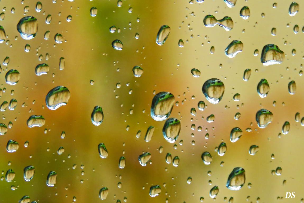 Dorothy-dorothy_1_ShNTell-IMG_9429-Reflection-in-Rain-Drops1