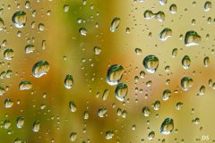 Dorothy-dorothy_1_ShNTell-IMG_9429-Reflection-in-Rain-Drops1