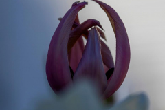 Paul-Rennie-Fading-tulip