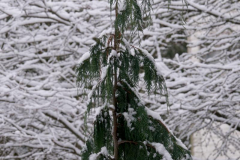 Brenda-Luciuk-Tree-with-Snow