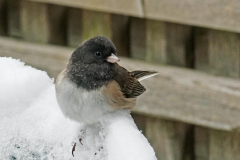 Dorothy-dorothy_1_OpenGallery-DSC01363-Cold-Feet-Junco1