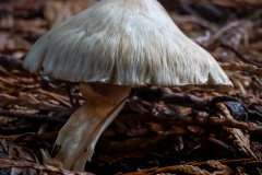 Michael-Chin-Paulik-Park-mushroom