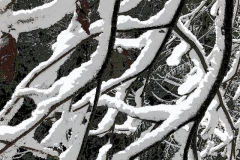 barbara-glick-IMG_6121-snow-on-branchesWEB