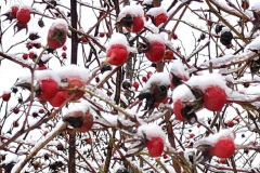 barbara-glick-Red-berries-in-snowWEB