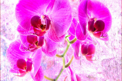 Michael-Chin-Orchids-2c