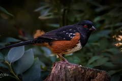 Michael-Chin-Spotted-towhee