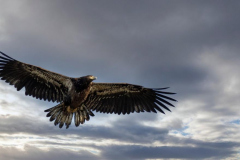 Paul-Rennie-young-eagle-in-flight