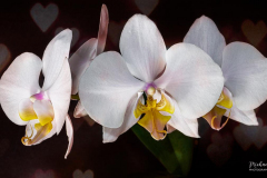 Michael-Chin-Orchids-with-love