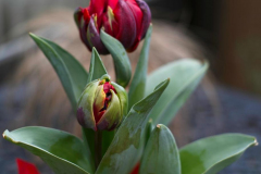 Brenda-Luciuk-Tulips-1