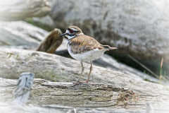 Dorothy-dorothy_4_ShNTell-DSC00842-Killdeer1