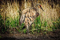 Francis-Sandhill-Crane-2