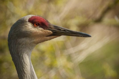 Francis-Sandhill-Crane-5