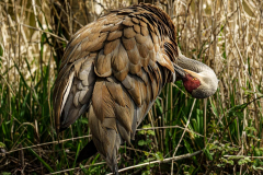 Francis-Sandhill-Crane-7