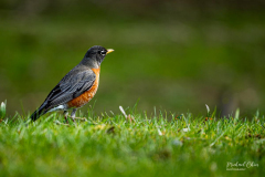 Michael-Chin-American-robin