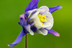 Michael-Chin-Colorado-blue-columbine