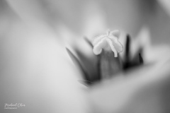 Michael-Chin-Tulip-bw