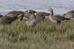 Brenda-Luciuk-Greater-White-Fronted-Geese