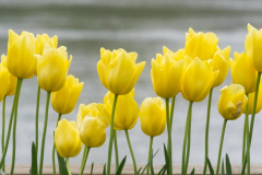 Brenda-Luciuk-Yellow-Tulips-LF