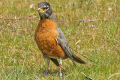 Dorothy-dorothy_2_ShNTell-DSC09508-American-Robin-with-anklets1